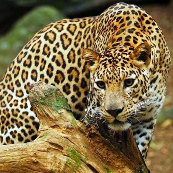 Leopard Wrap Bracelet / Choker - Picture 3 of 4